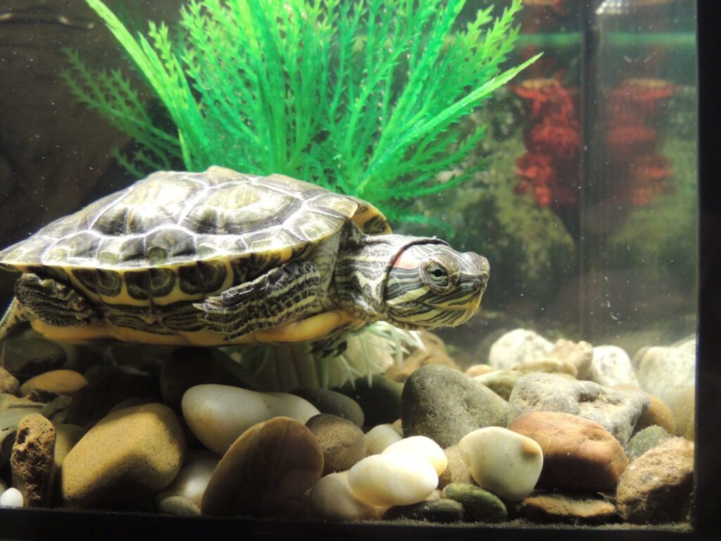 Conocer a las tortugas de agua dulce
