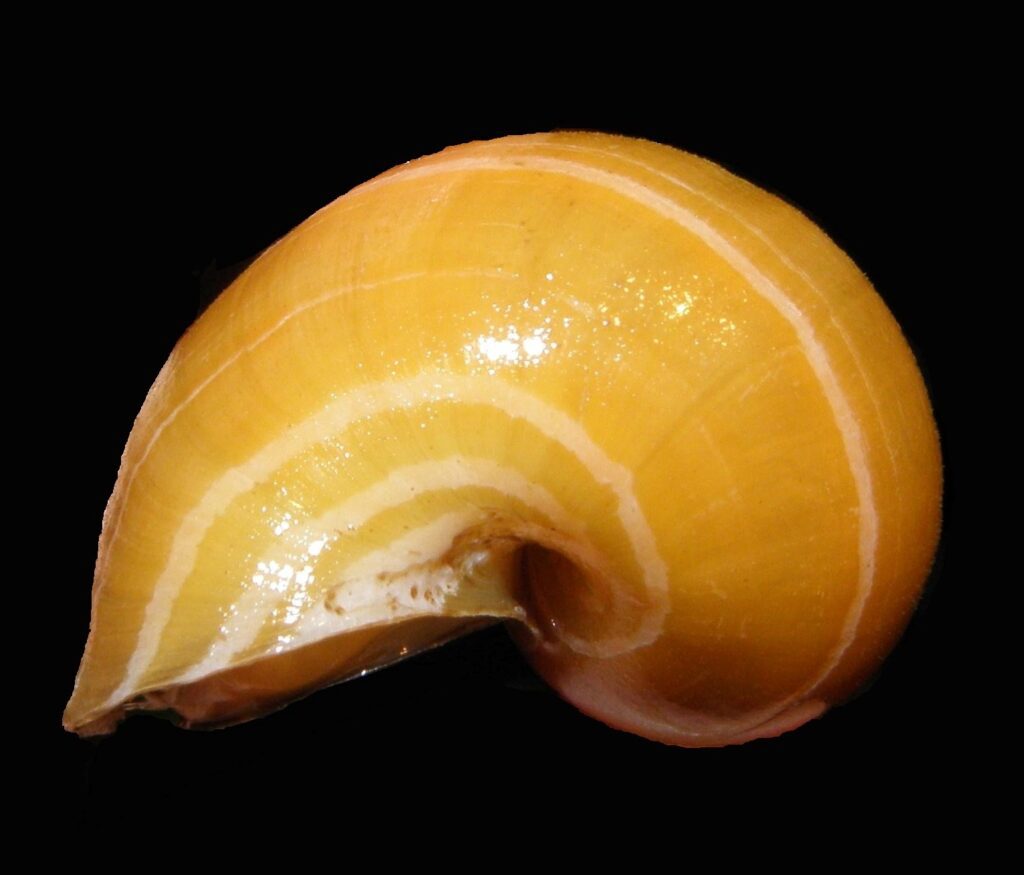 Especies invasoras: Impacto en la biodiversidad