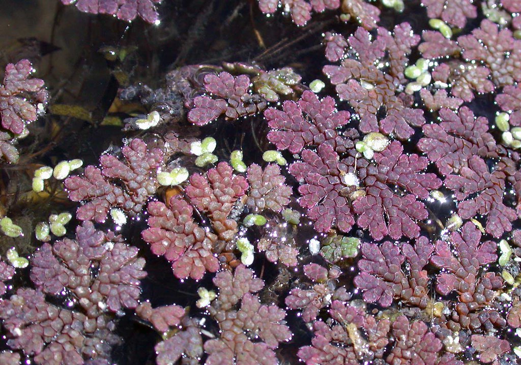 control de plantas invasoras