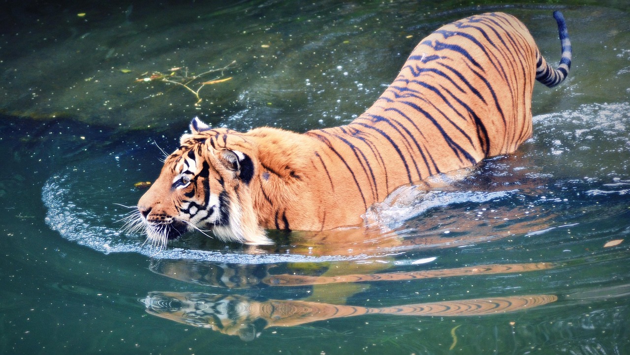 animales extintos recientemente
