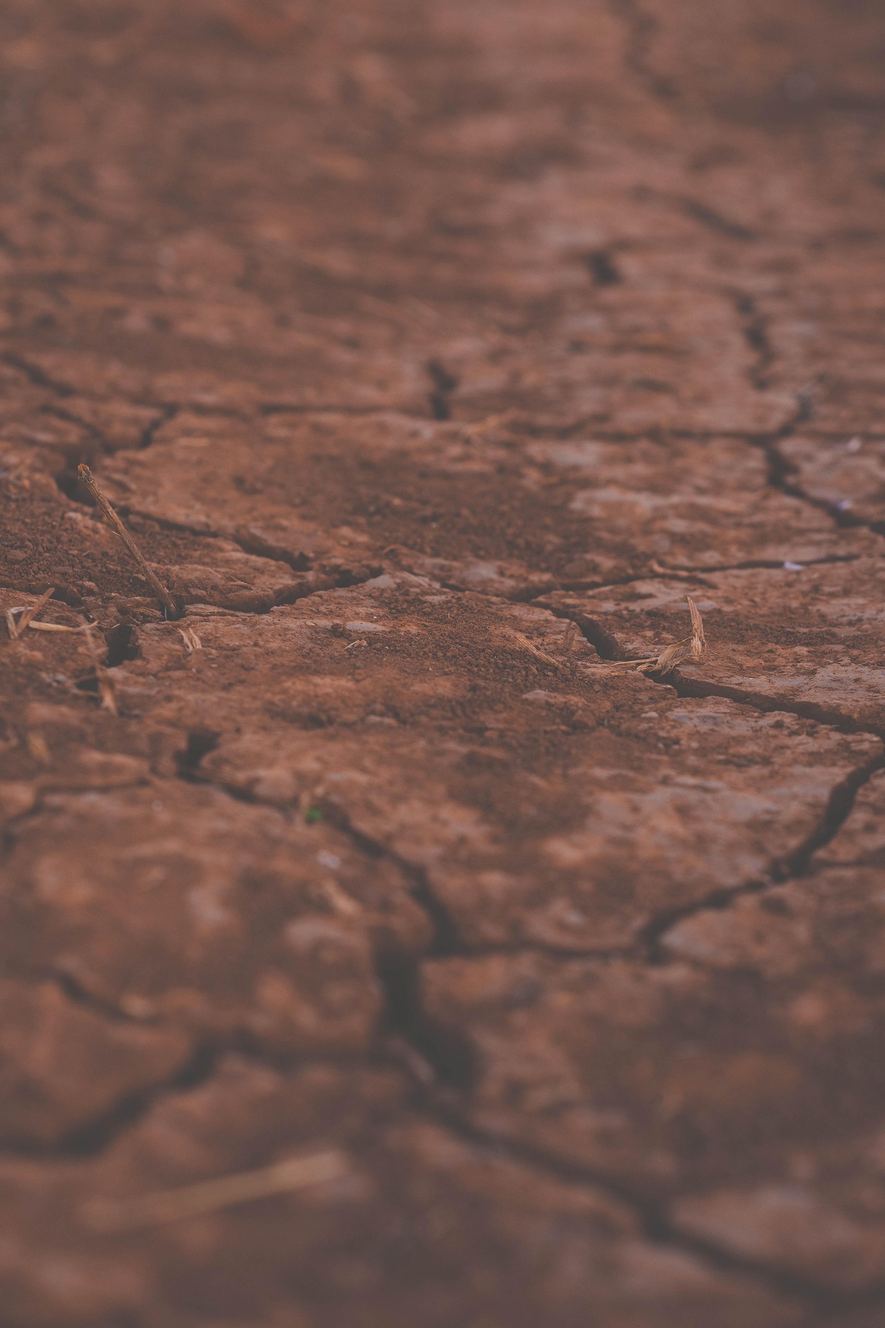 cultivos resilientes