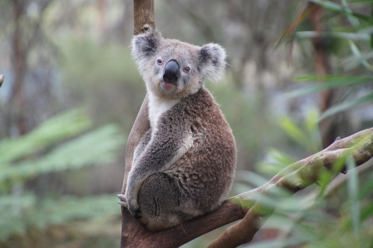 conservación animal