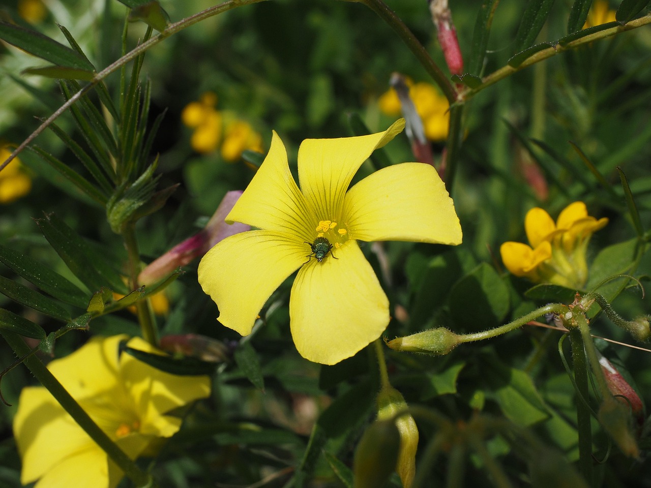 conservación de la flora