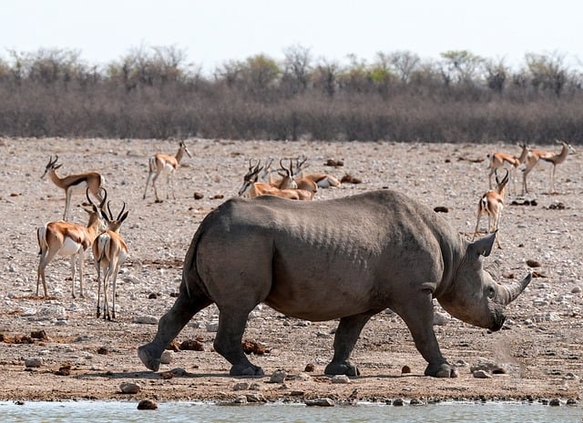 protección de la fauna