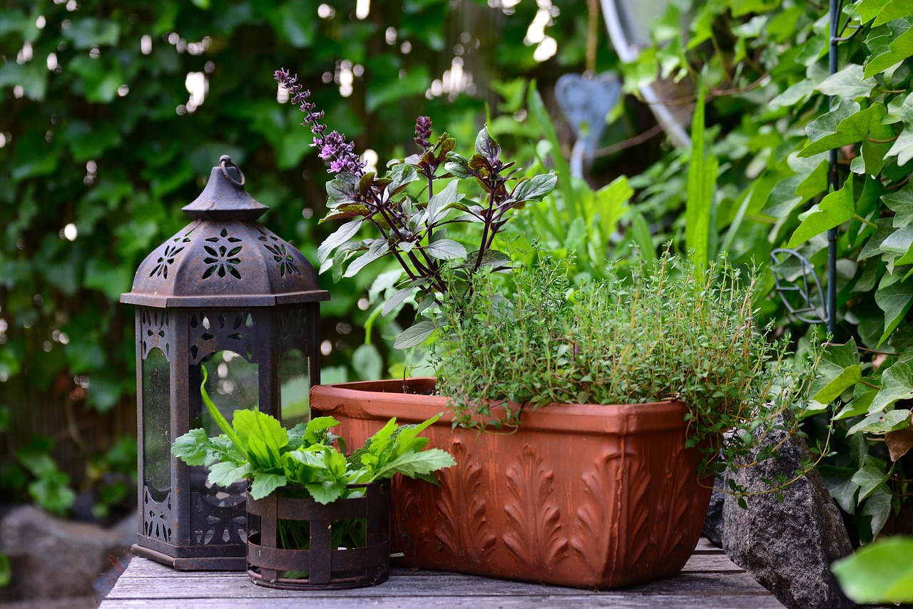 plantas medicinales