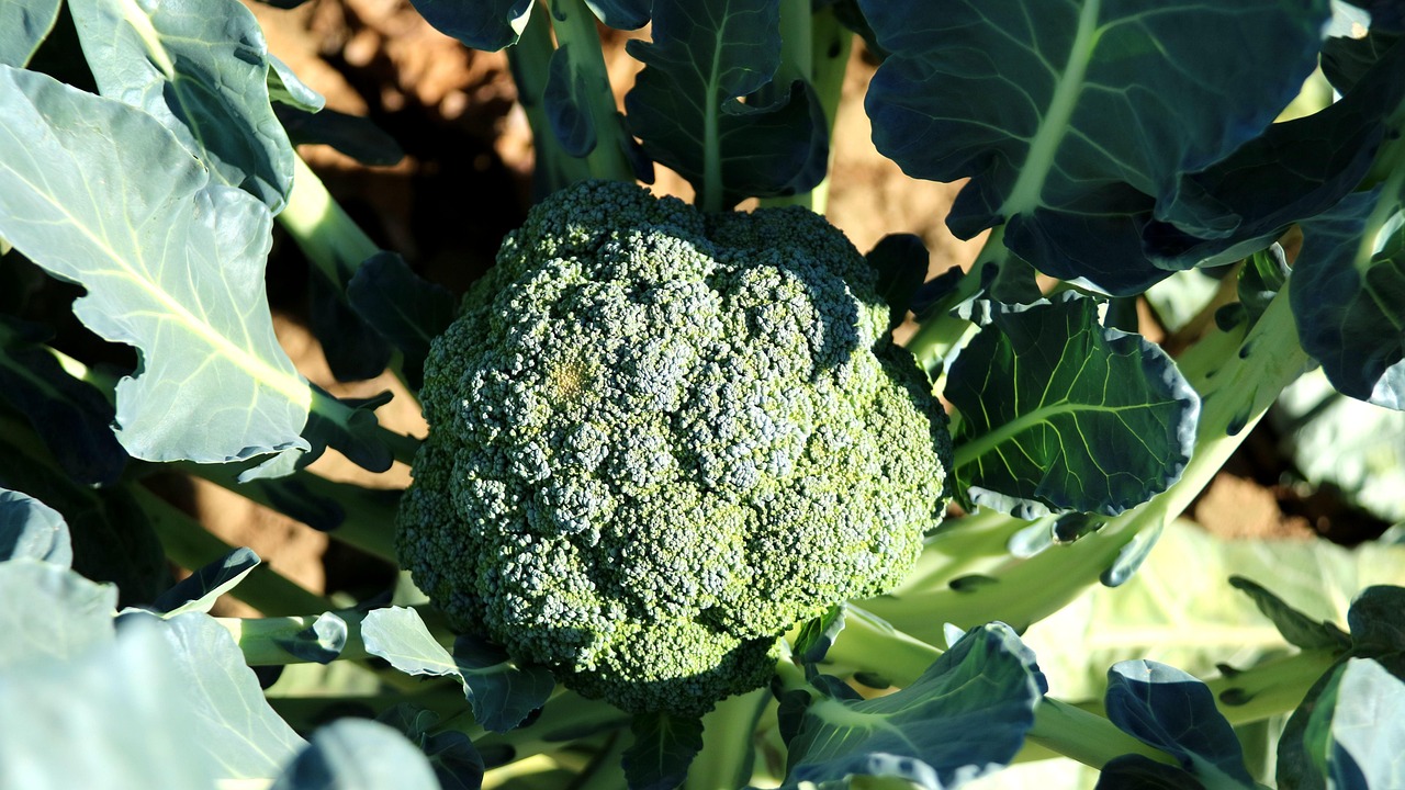 agricultura sostenible