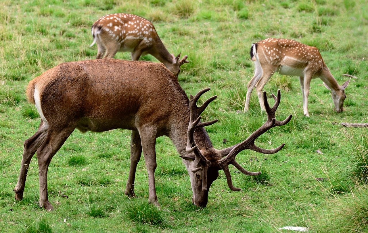 Red Natura 2000
