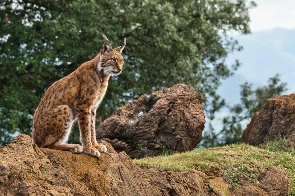 fauna ibérica