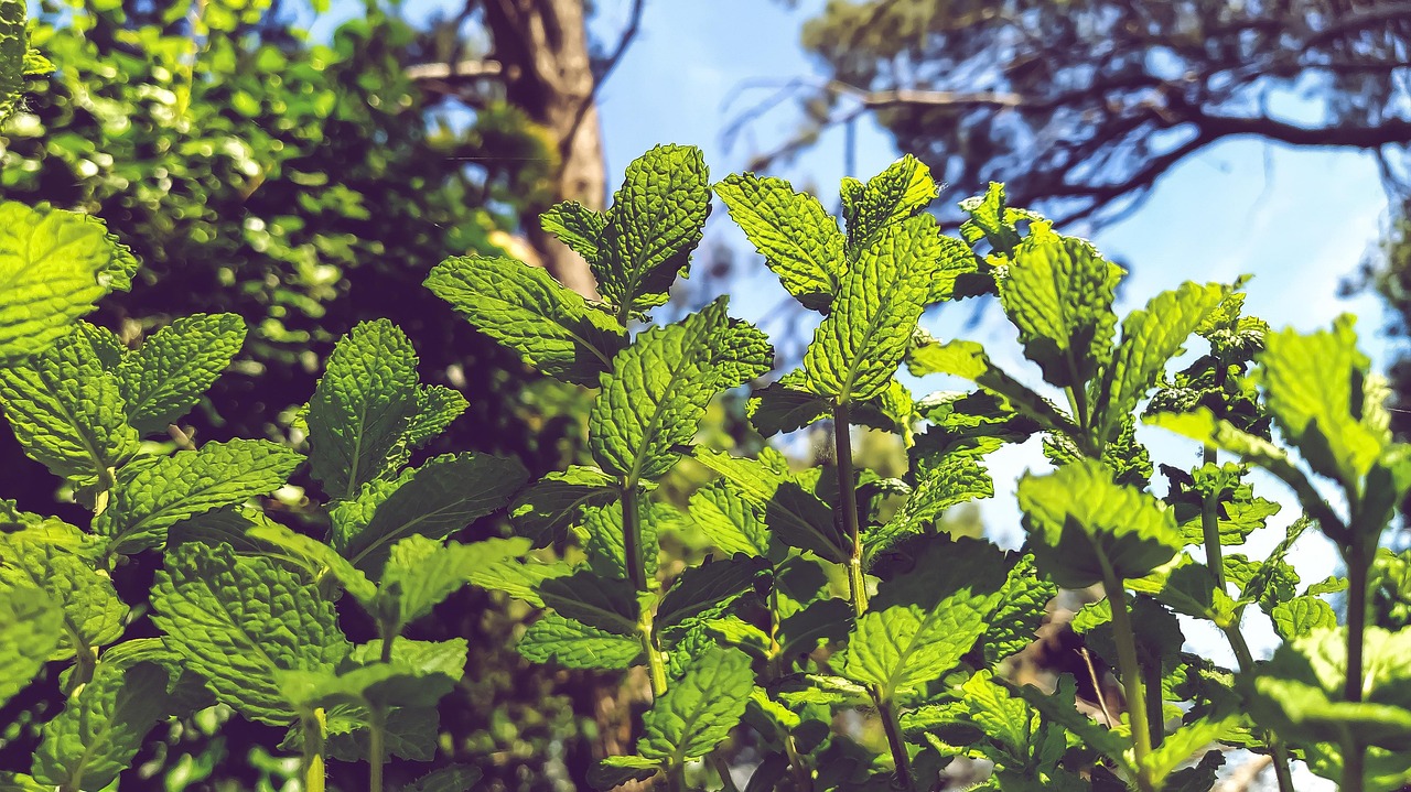 plantas para aliviar el estrés