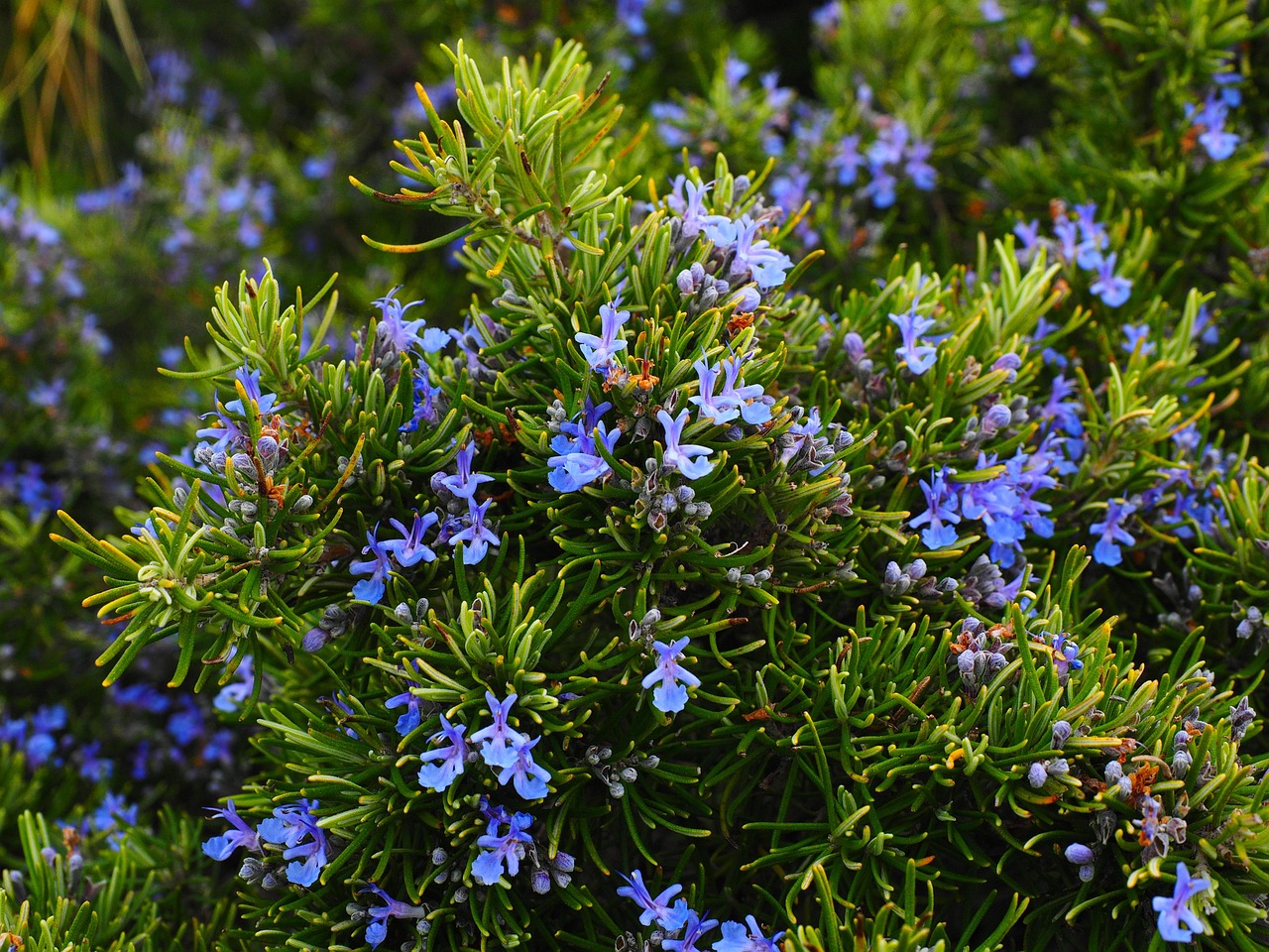 cultivar plantas medicinales