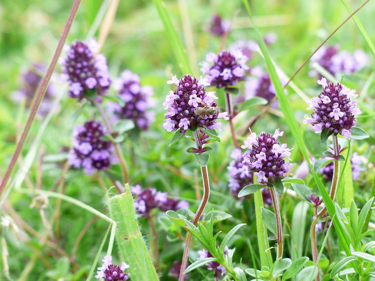plantas digestivas naturales
