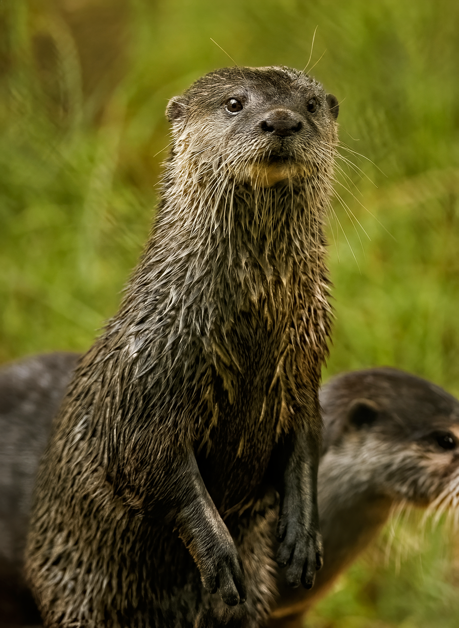 conservación de fauna