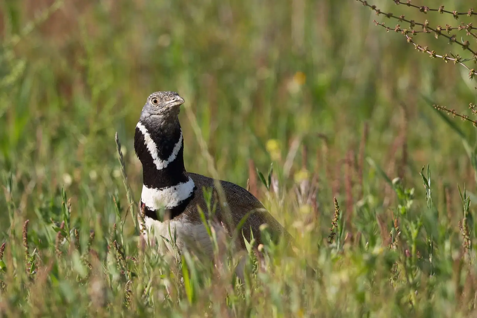 biodiversidad en España