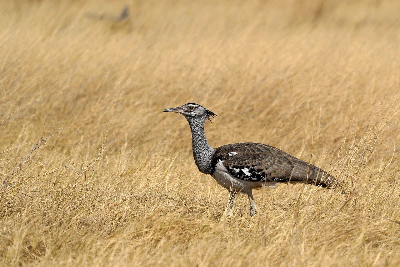 animales en peligro de extinción en España