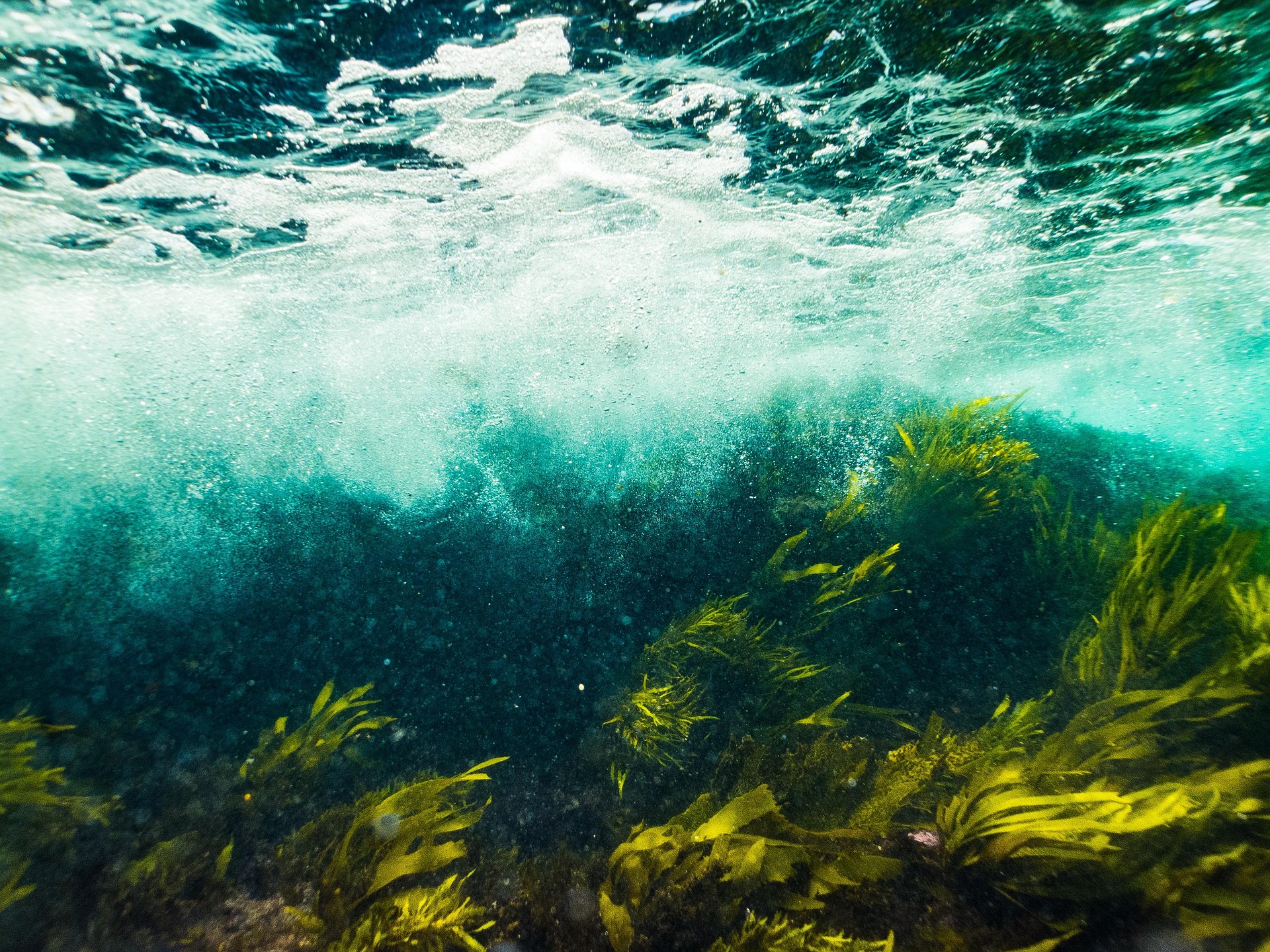 kelp forest