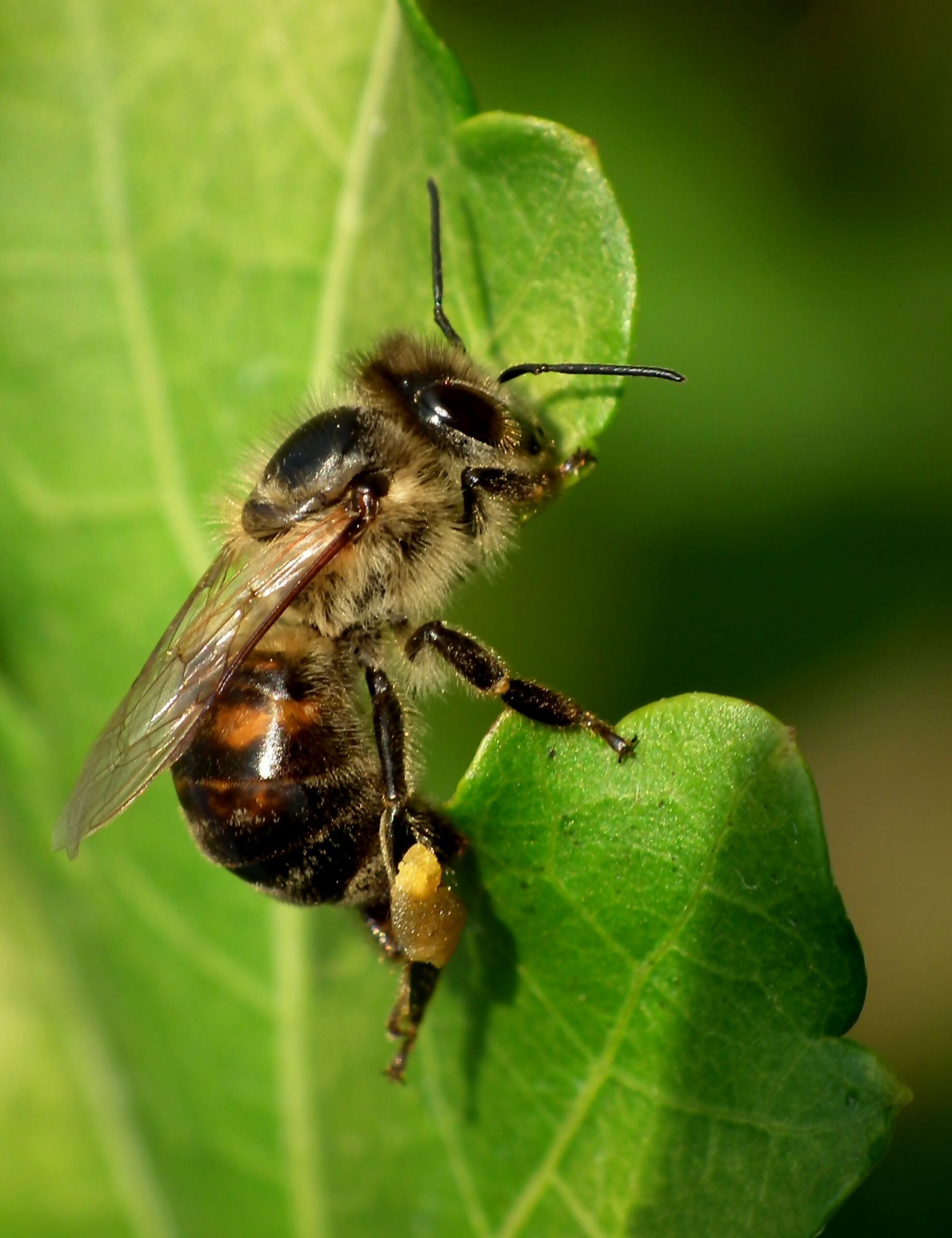 plantas para atraer abejas jardín plantas para atraer abejas jardín