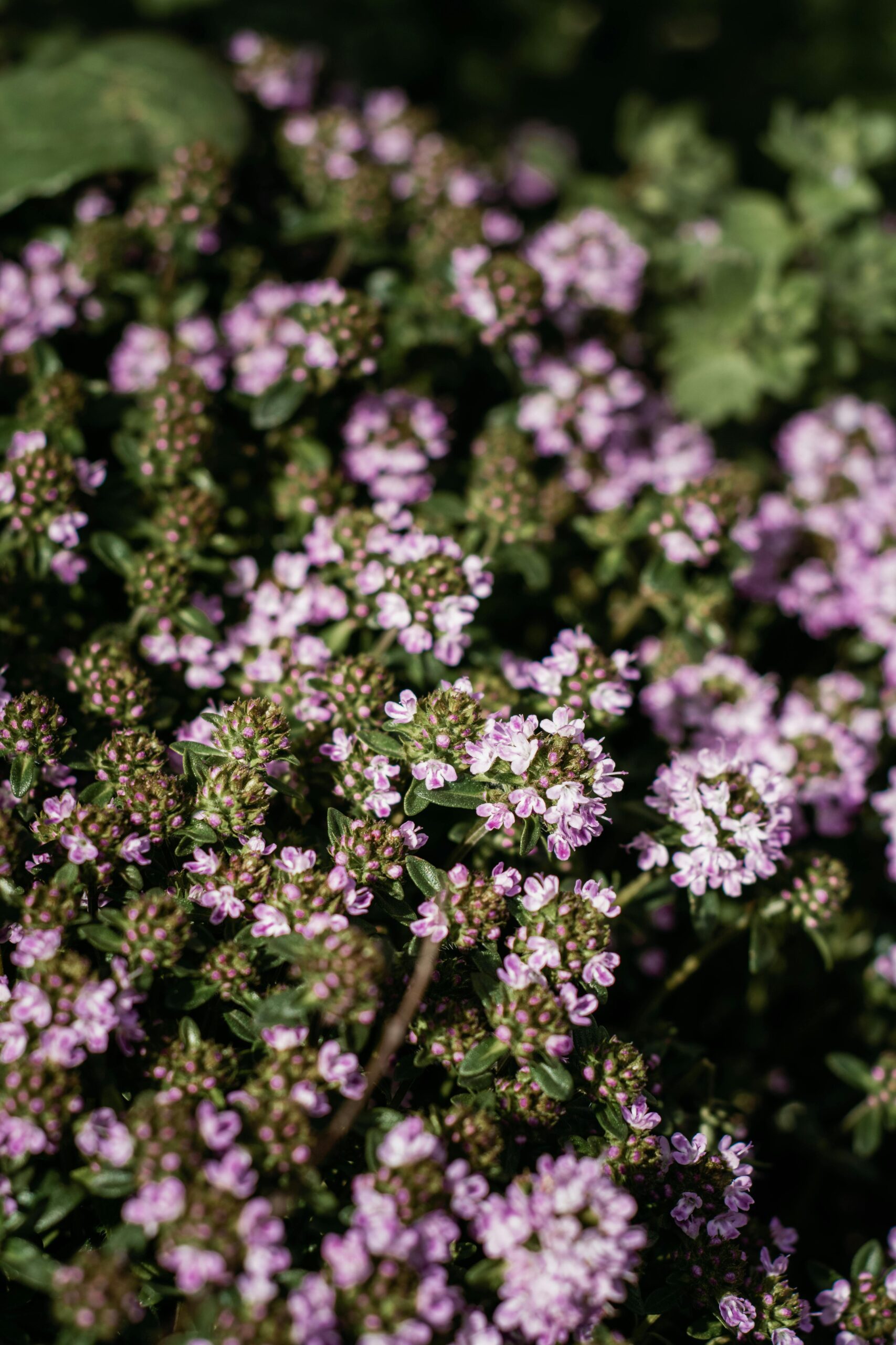 plantas melíferas polinizadores en España