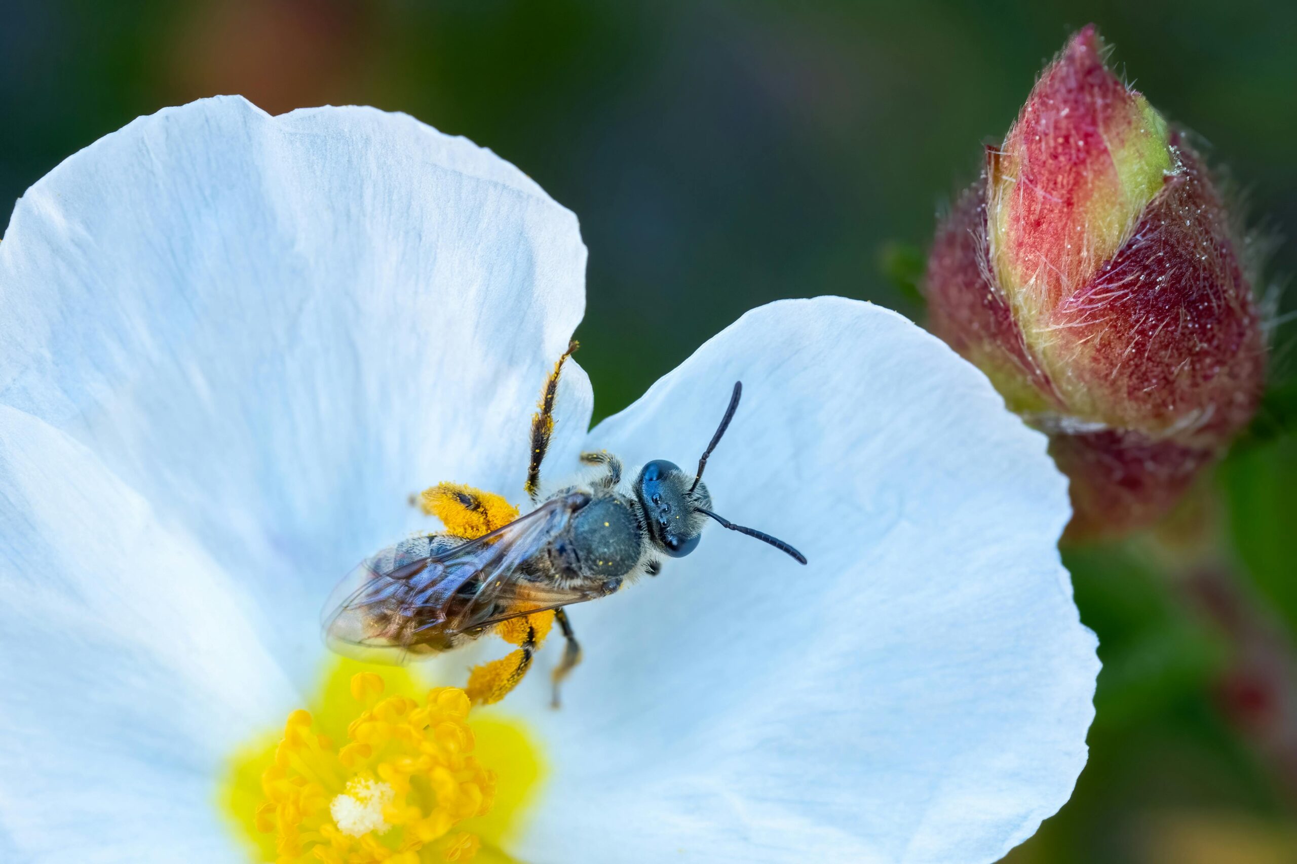 flores para abejas flores para abejas